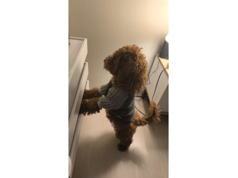 Poodle Köpeğimiz Esenyurt