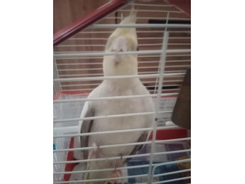 Özenle Baktığımız Papağanımız Yeni Yuvasını Arıyor