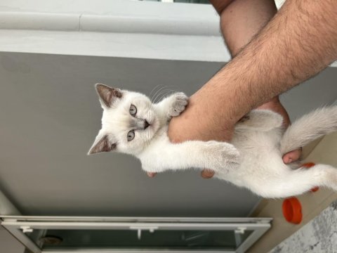 3.5 Aylık Blue Point Scottish Fold