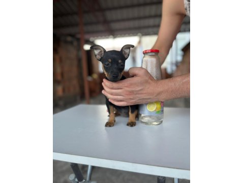 Sıfır Numara Minyatür Pinscher