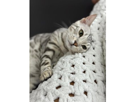 Gümüş Bengal Erkek 10 Aylık Sağlıklı Ve Uysal