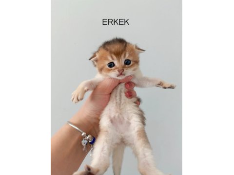 Scottish Fold Yavrularımız