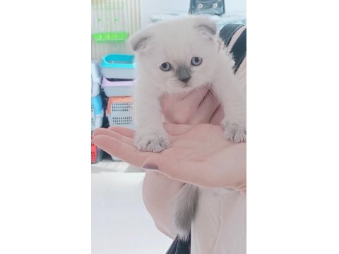 Sağlıklı Ve Safkan Scottish Fold Yavruları