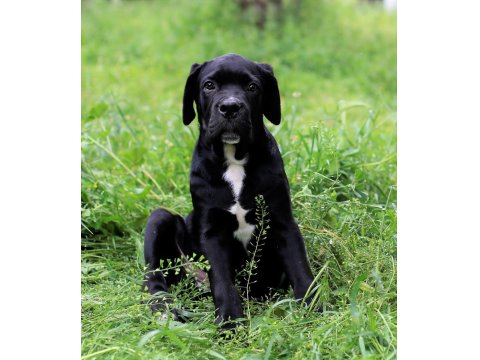 Sağlık Ve Irk Garantili Şecere Belgeli