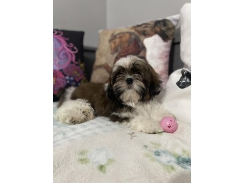 Şecereli Shih Tzu