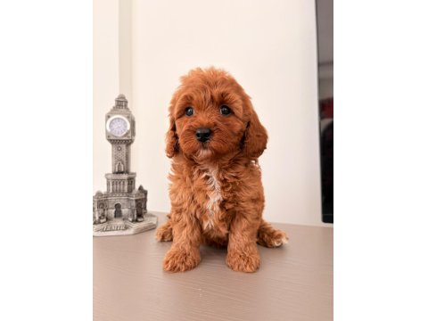 3 Dişi Ve 2 Erkek Maltipoo Yavrular