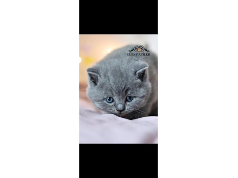 Kara Kuzum Gri British Shorthair