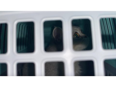 6 Aylık Dişi Kedimiz