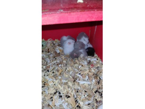 Hamster Yavrular Mevcut