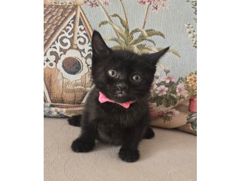 Ücretsiz Olarak Kedi Sahiplendirme