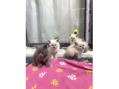 British Shorthair Bebekler