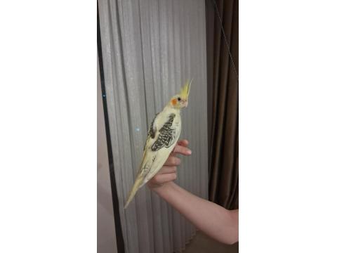 3 Aylık Erkek Sultan Papağanı