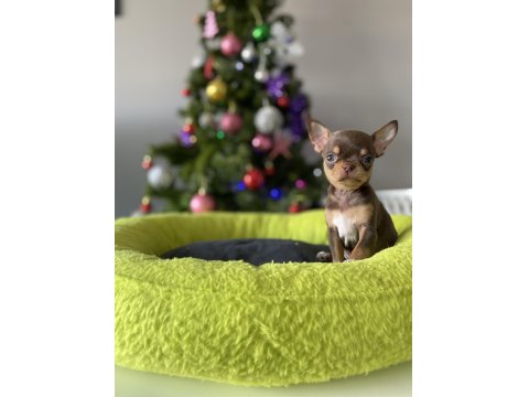 Sizde Safkan Chihuahua Sahibi Olmak İstiyorsanız