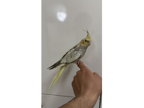 Sultan Papağanı Sahiplendirilecek Kuşumuz