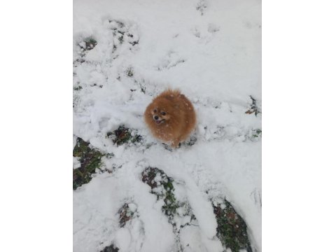 Yetişkin Pomeranian Köpeği