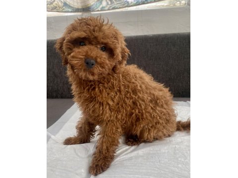 Red Brown Toy Poodle Oğlumuz