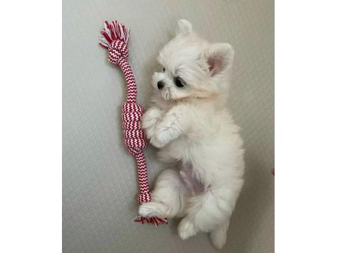 Mini Boy Maltese Terrier Yavrularımız