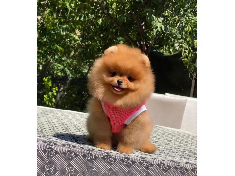 Show Kalite Dişi Orange Pomeranian
