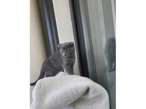2 Aylık Scottish Fold Kızımız