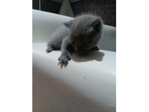 Safkan Scottish Fold Yavruları