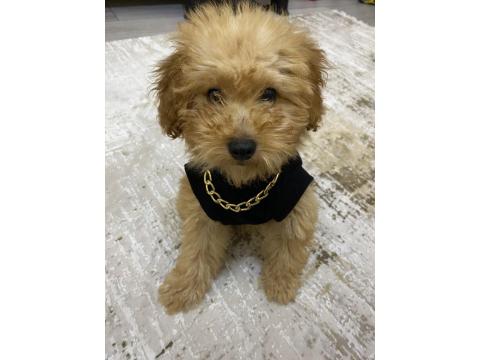 3 Aylık Dişi Toy Poodle