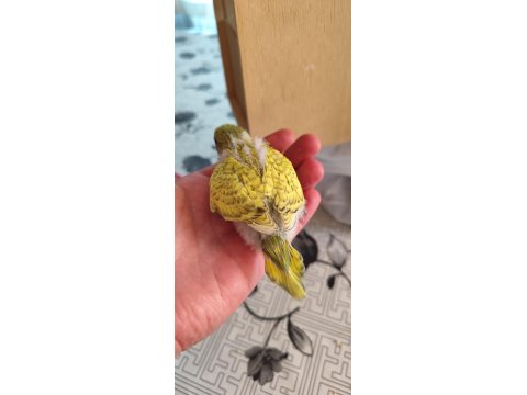 Muhabbet Kuşu Alıştırmalık