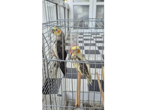 Full + Full Evcil Sadık Çift Dost Sultan Papağanı