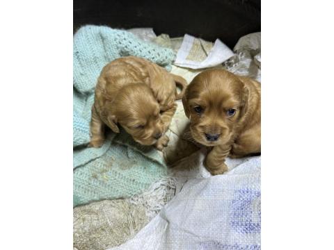 45 Günlük İngiliz Cocker