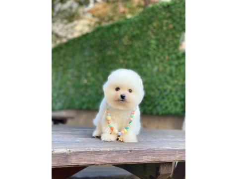 0-3 Aylık Pomeranian Yavrular