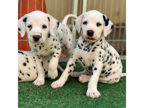 Dalmaçyalı Köpeği Yavruları