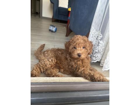 Toy Poodle Köpeği 4 Aylık