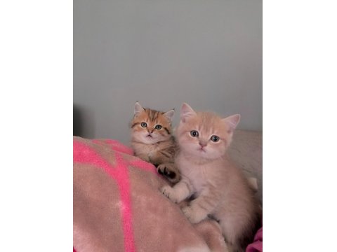 Tatlı Golden British Shorthair Yavrular