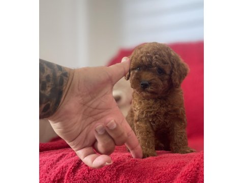 Red Brown Toy Poodle Yavrular