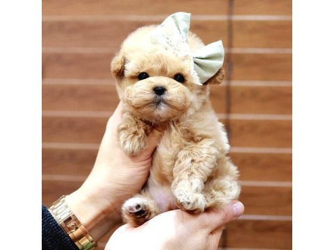 Maltipoo Bebeklerim Favorilere