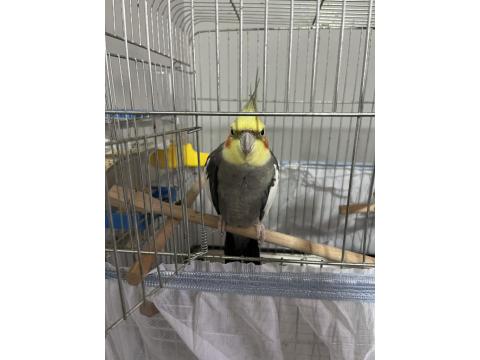 Yakışıklı 5 Aylık Eğitime Açık Sultan Papağanı