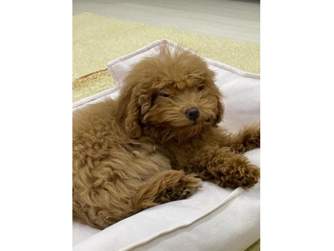4 Aylık Dişi Toy Poodle