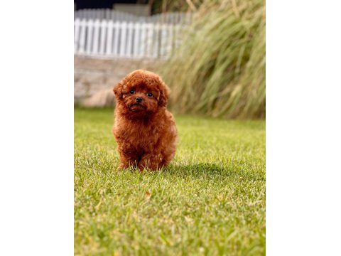 A Kalite Poodle Bebeklerimiz