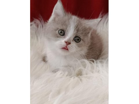 Kedilimize Yeni Sahiplerini Arıyoruz