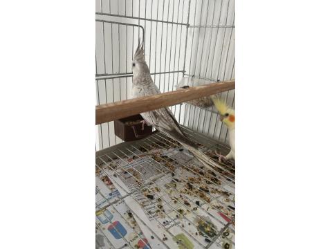 Dişi Eşe Hazır Kızgın Sultan Papağanı