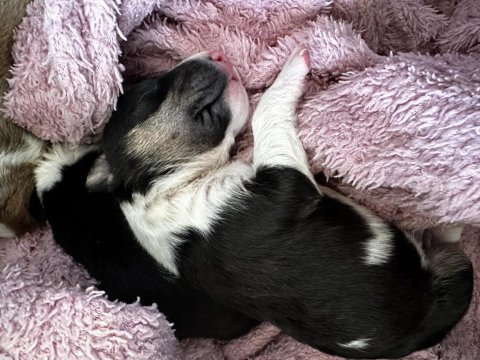 Türkiye’nin 2025 İlk Bull Terrier Yavruları İddia Ediyorum