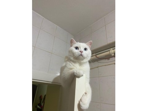 Uysal Kedimi Ücretsiz Sahiplendiriyorum