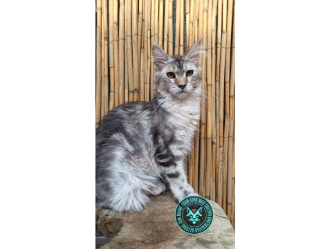 Maine Coon Türk - Mco Cattery