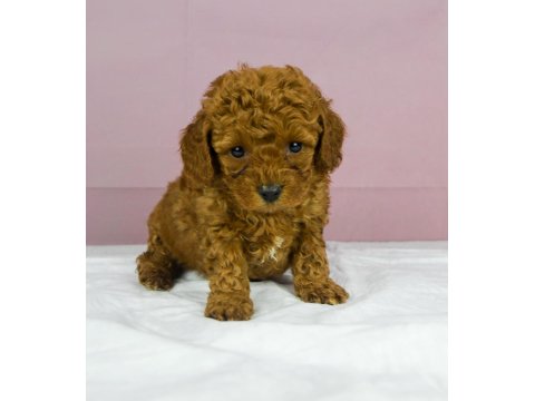 Mini Boy Red Toy Poodle Bebeğim