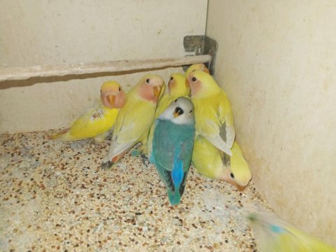 Yeni Yeme Düşmüş Yavru Cennet Sevda Papağanlar