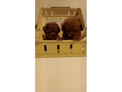 İzmir'in En Güzel Bebekleri Poodle