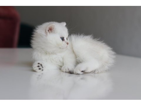 Full Şecereli Babadan Teslime Hazır Dişi Kedimiz