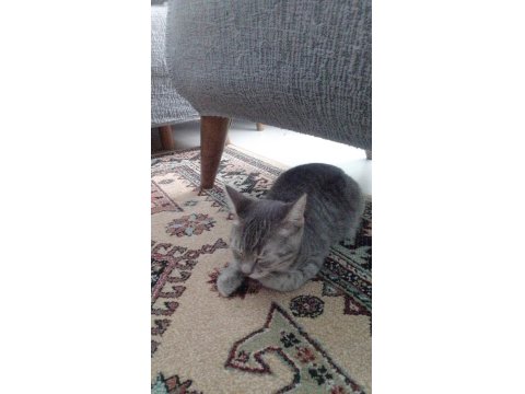 British Shorthair Yavru Kedimiz