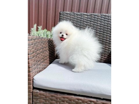 Pomeranian Boo Yavruları Antalya