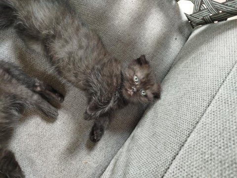 Scottish Fold Yavru Kedimiz