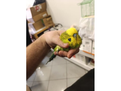 Show Muhabbet Kuşu 2025